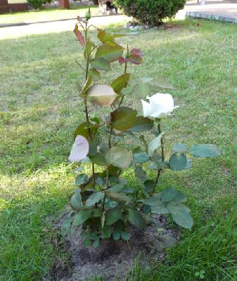 Róża 1.PNG