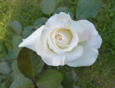 Róża 2.PNG