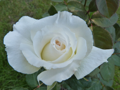 Róża 3.PNG