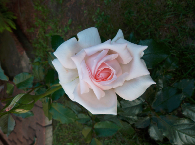Róże 1.PNG